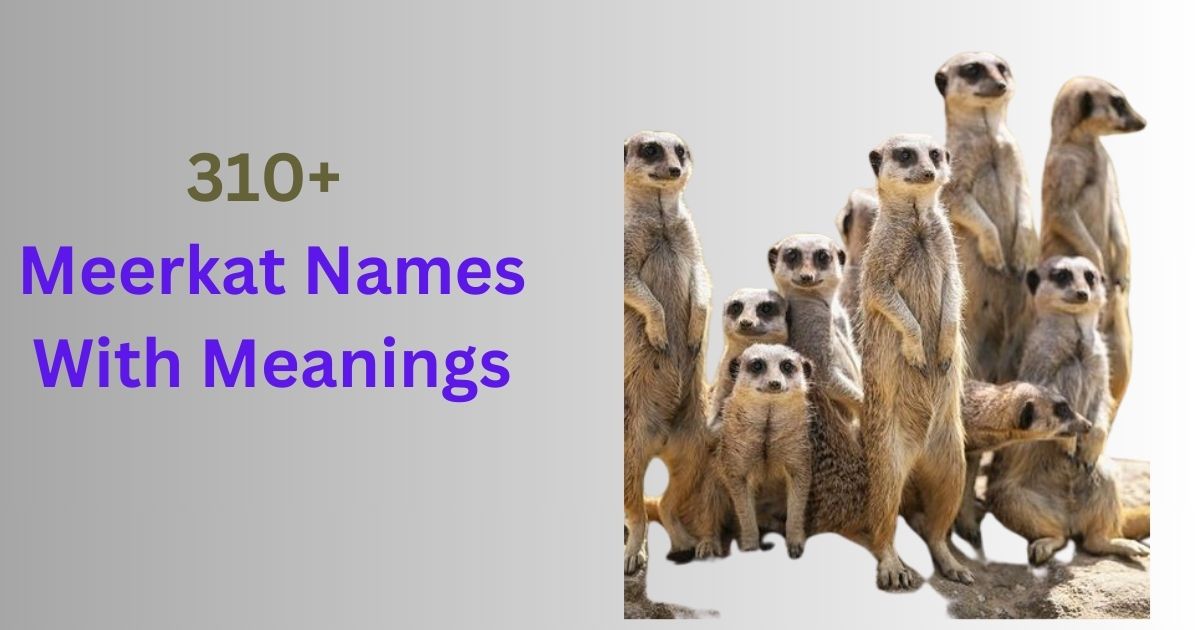 Meerkat Names With Meanings