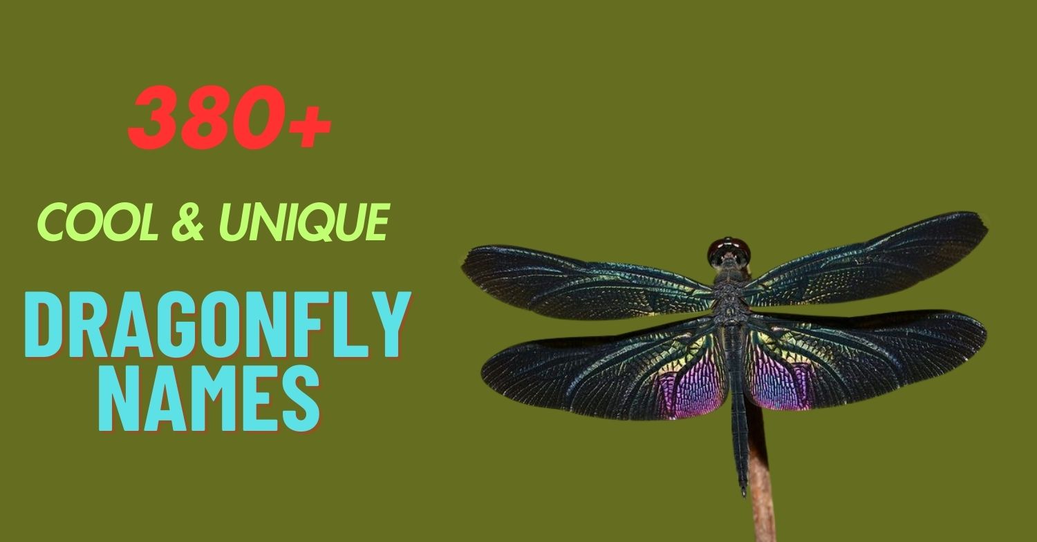 380+ Cool & Unique Dragonfly Names [Meaningful Ideas]