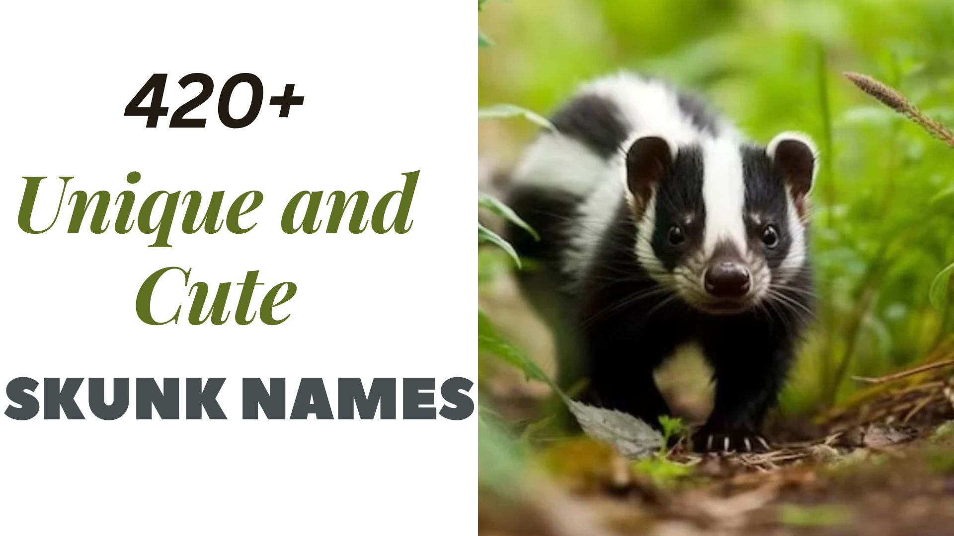 420+ Unique and Cute Skunk Names With Meaning