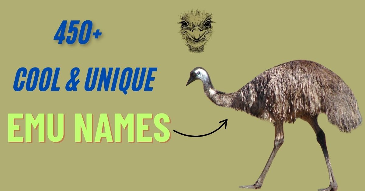 450+ Cool & Cute Emu Names [Meaningful Ideas]