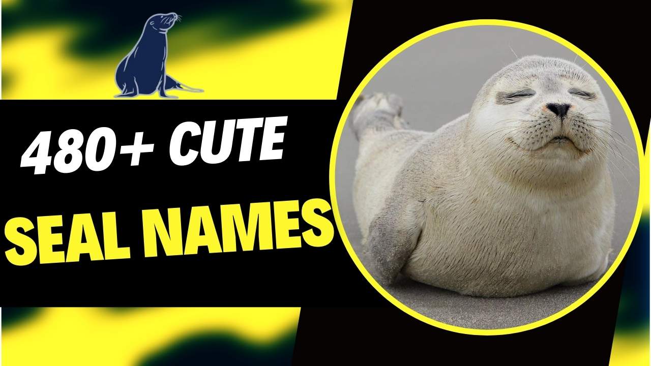 480+ Cute Seal Names [Fun & Meaningful Ideas]