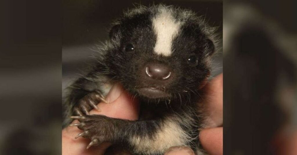 Baby Skunk Names