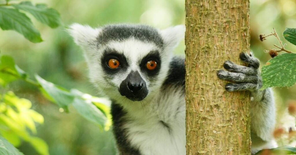 Badass Lemur Names