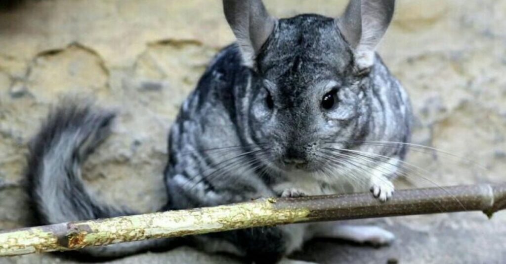 Best Chinchilla Names