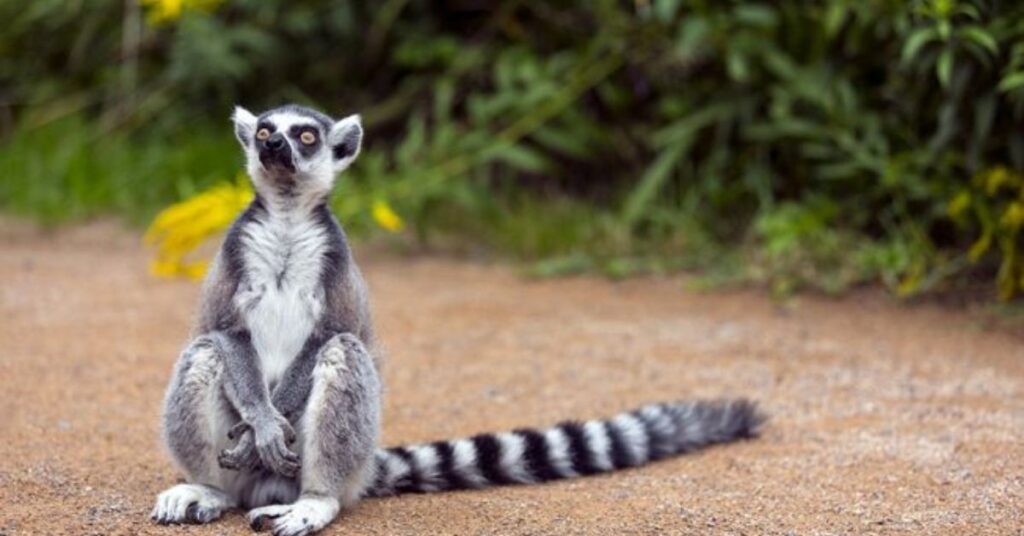 Best Lemur Names