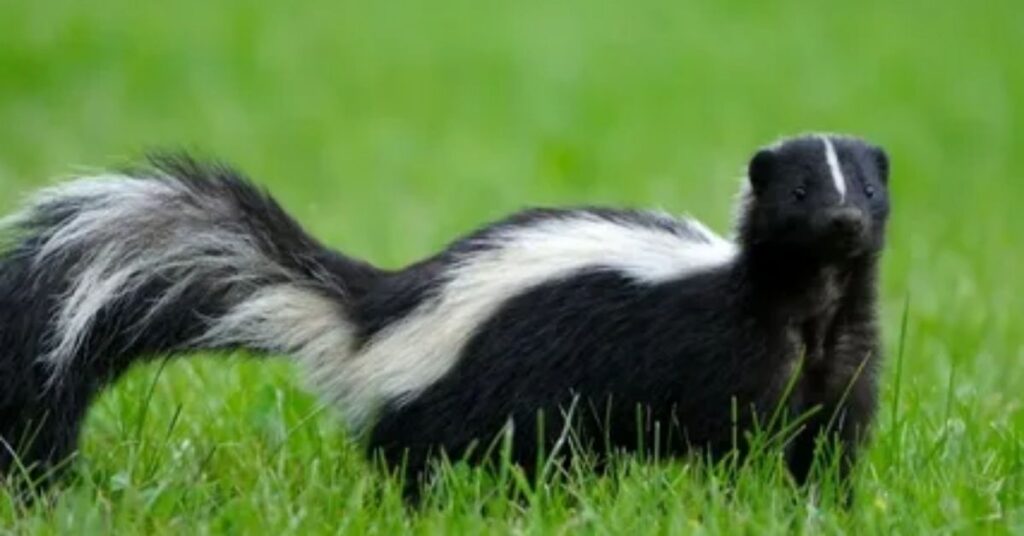 Best Skunk Names