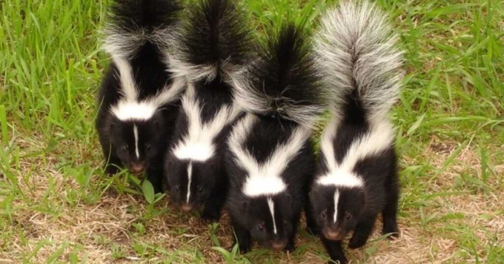 Catchy Names for Black and White Skunks