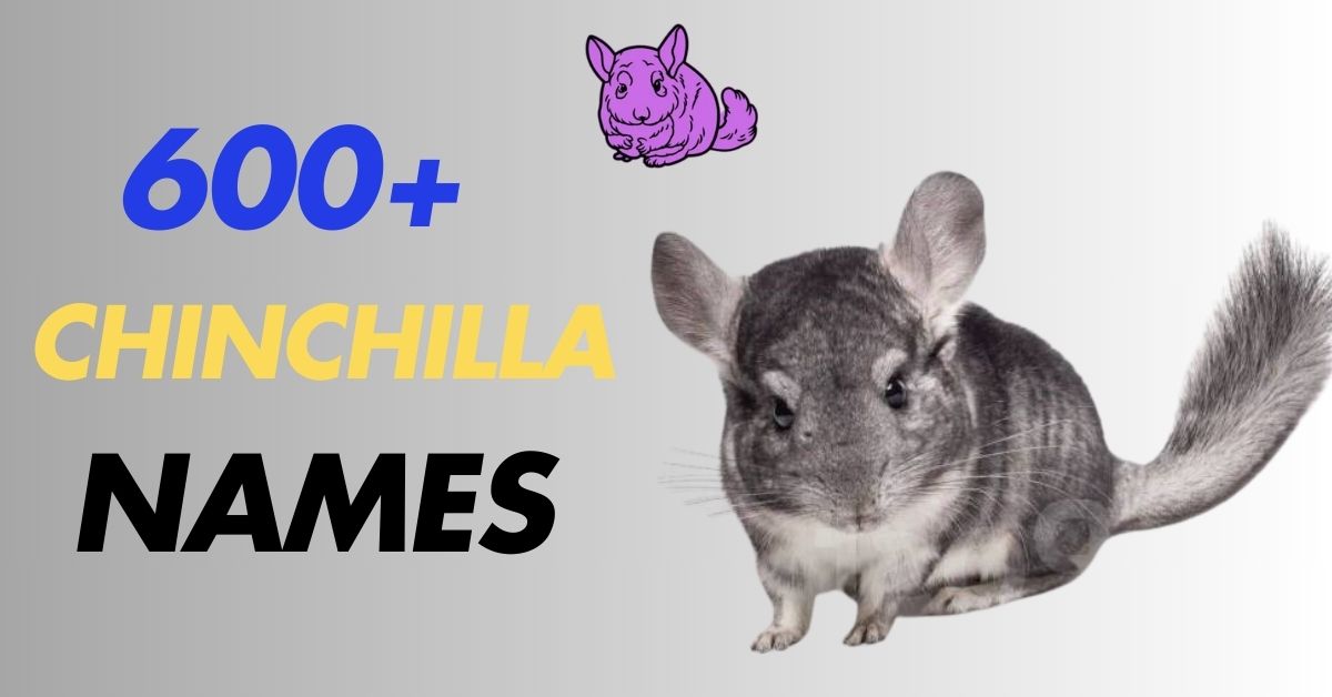 Chinchilla Names With Meanings [600+ Cute Ideas]