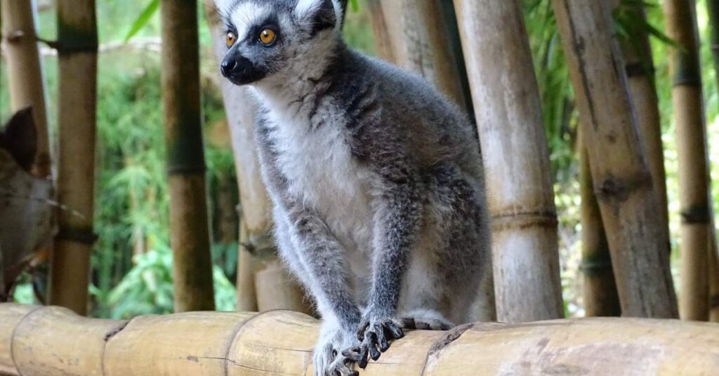 Cool Names for Lemur