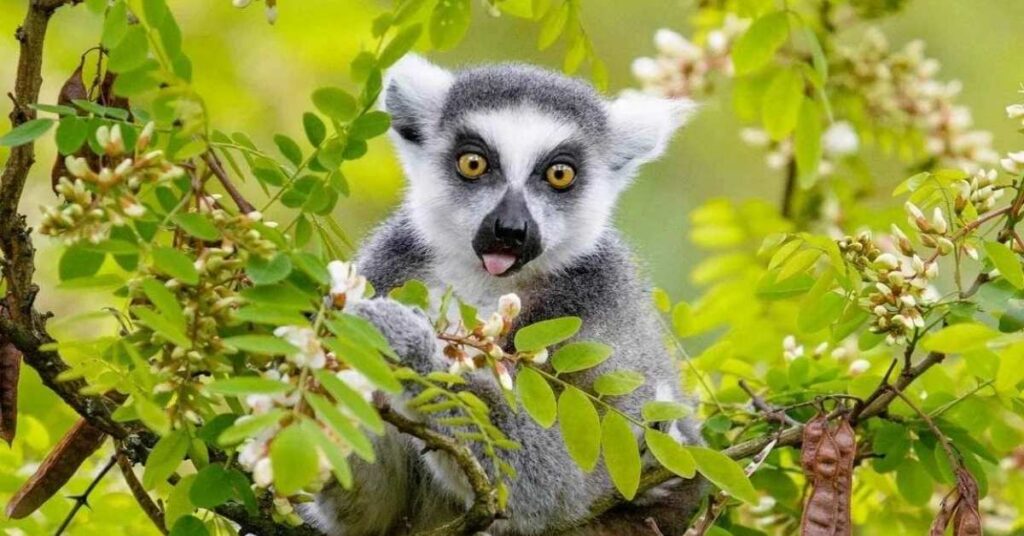 Cute Lemur Names