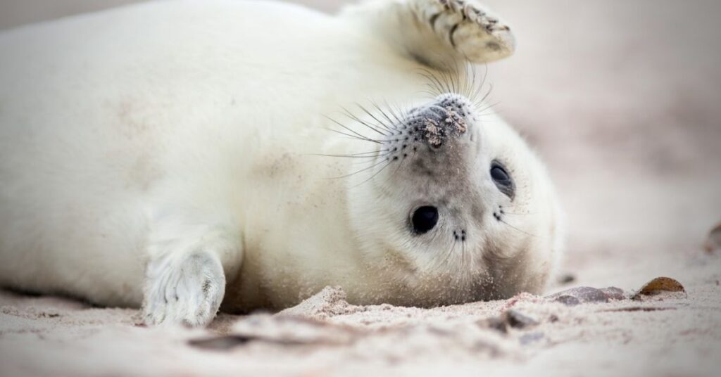 Cute Names for Seal