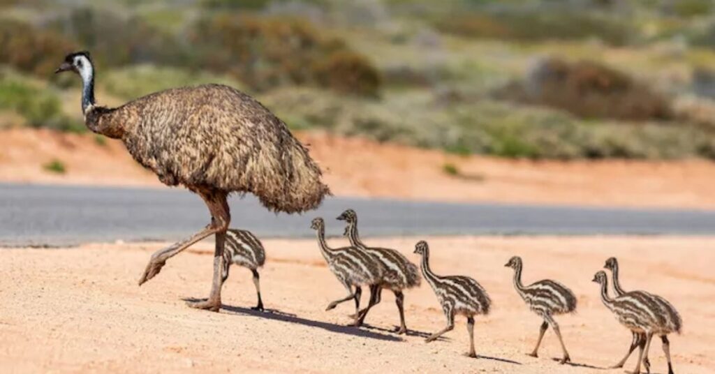 Female Emu Names