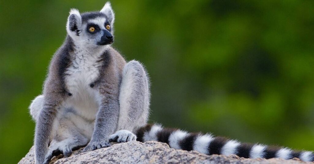 Female Lemur Names