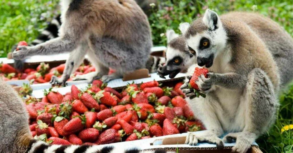 Food-Inspired Lemur Names