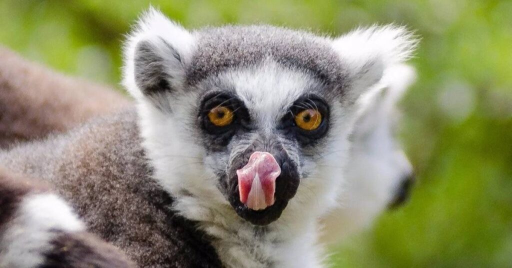 Funny Names for Lemur