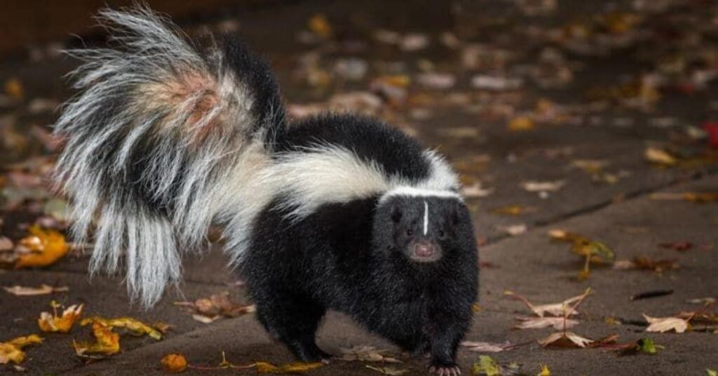 Funny Names for Skunk