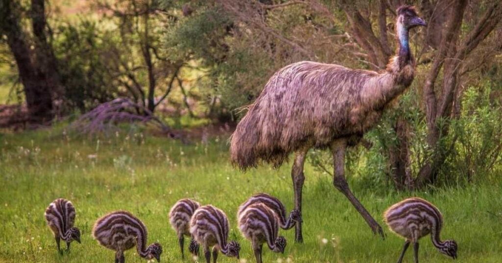 Good Emu Names Starting with “E”