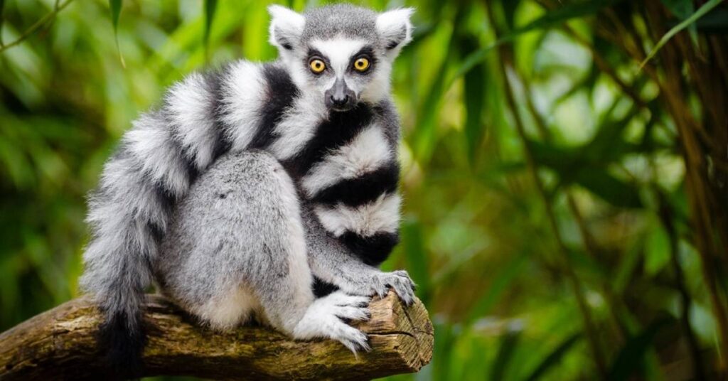 Good Ring-Tailed Lemur