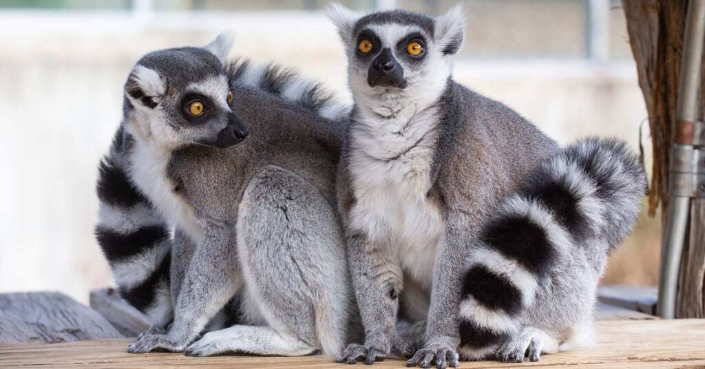 Lemur Names Starting with “L”