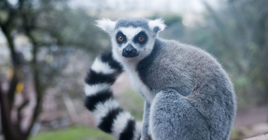 Lemur Names in Different Languages