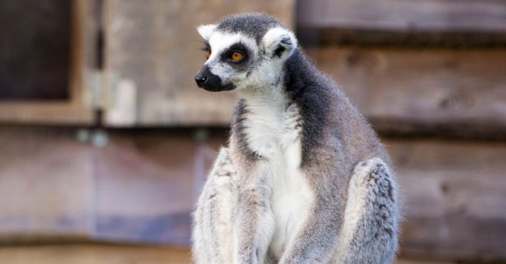 Male Lemur Names