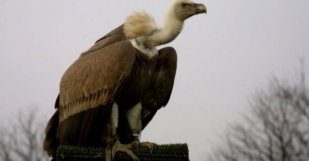 Male Vulture Names