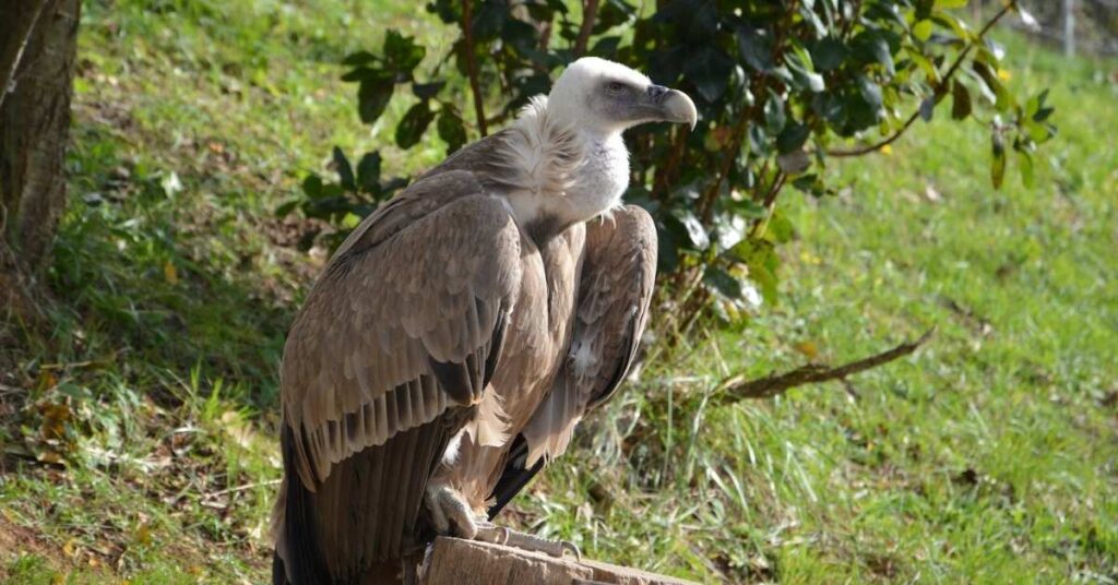 Names that Mean Vulture in Different Languages