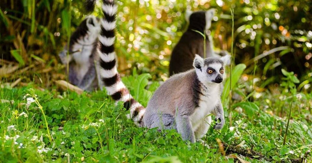 Nature-Inspired Lemur Names