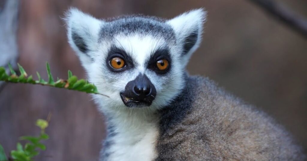 Unique Lemur Names