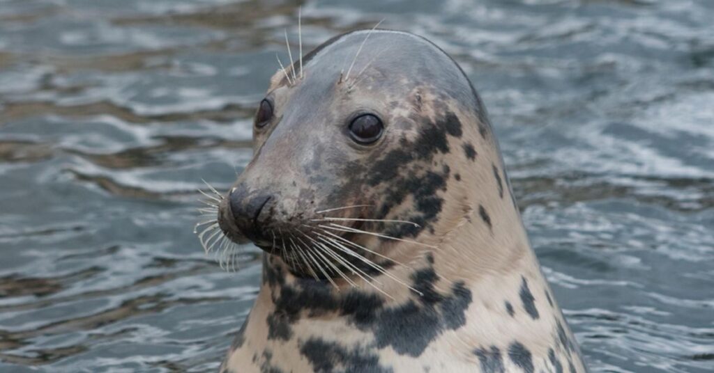 Unique Names for Seal