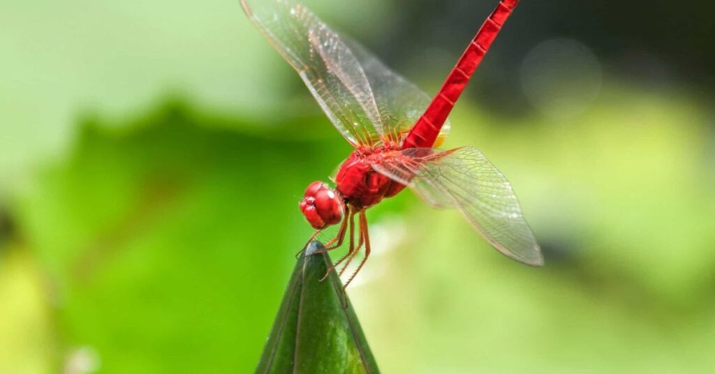 Unique Red Dragonfly Names