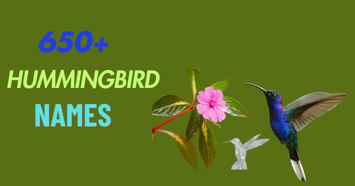 Hummingbird Names