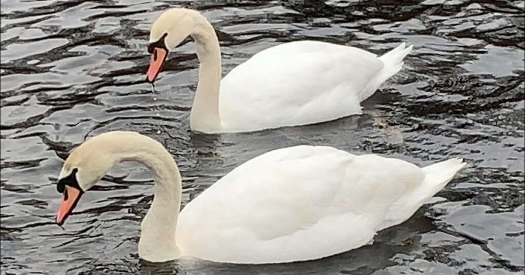 Adorable Swan Names