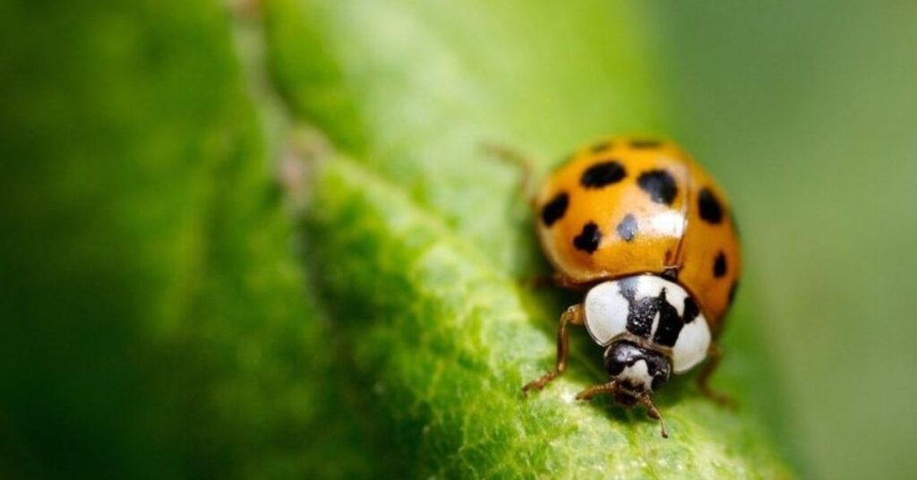 Badass Ladybug Names