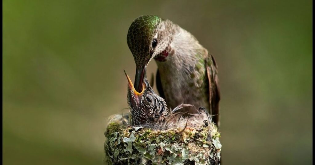 Badass Names for Hummingbirds