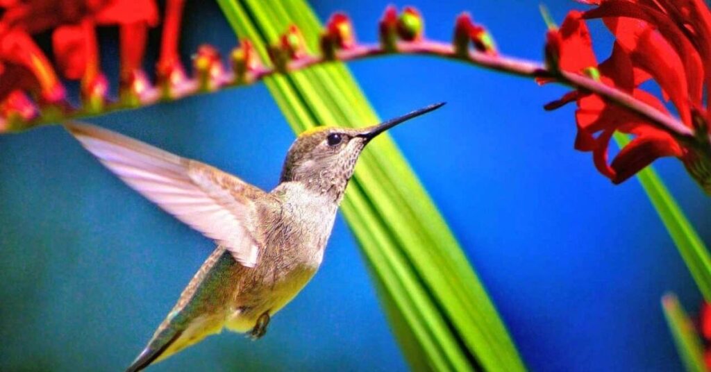 Best Hummingbird Names with Meaning