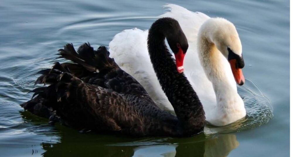 Black and White Swan Names