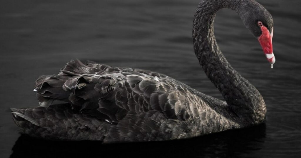 Catchy Black Swan Names