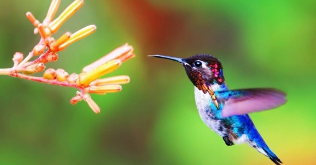 Catchy South American Hummingbird Names