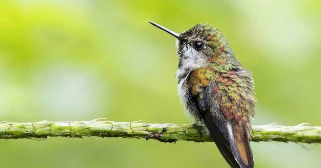 Clever Hummingbird Names