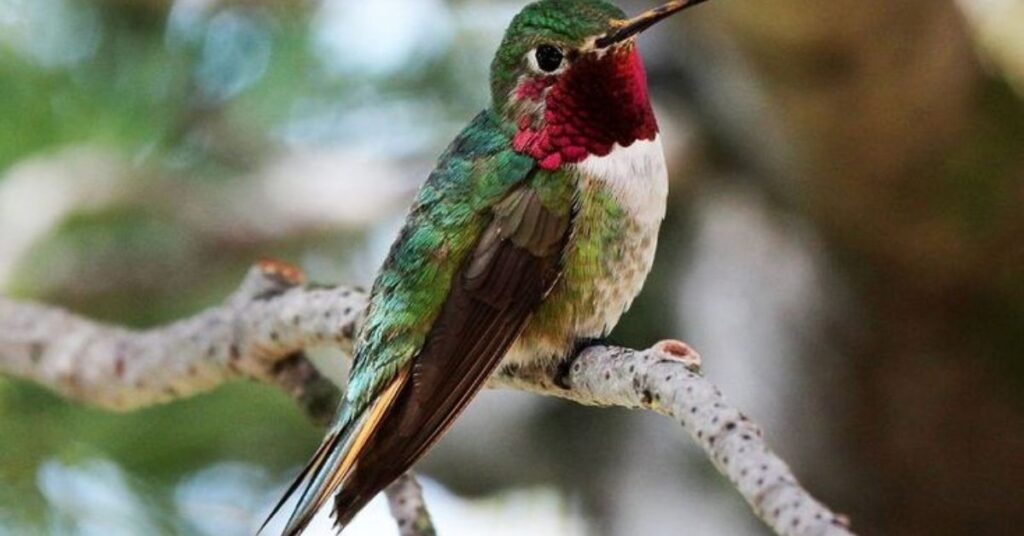 Cool Names for Hummingbirds