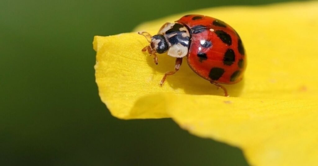 Cool Names for Ladybug