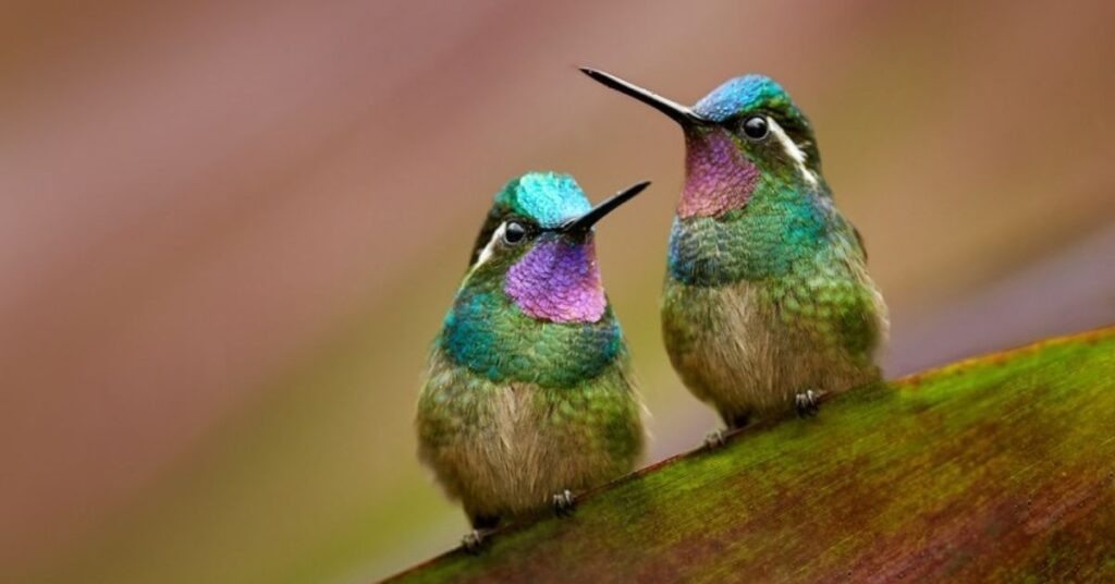 Creative Hummingbird Pair Names