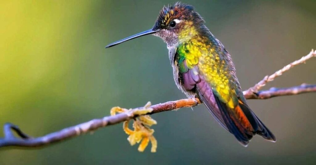 Cute Hummingbird Names With Meaning