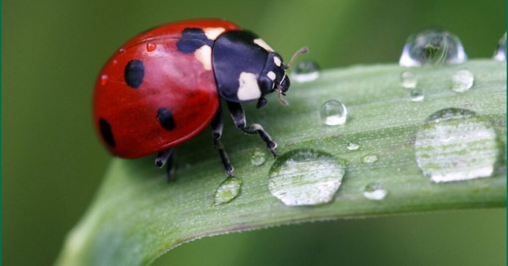 Cute Ladybug Names with Meaning