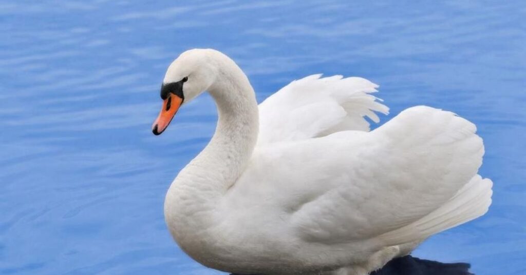 Cute Swan Names