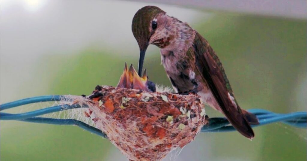 Famous Hummingbird Names With Origin