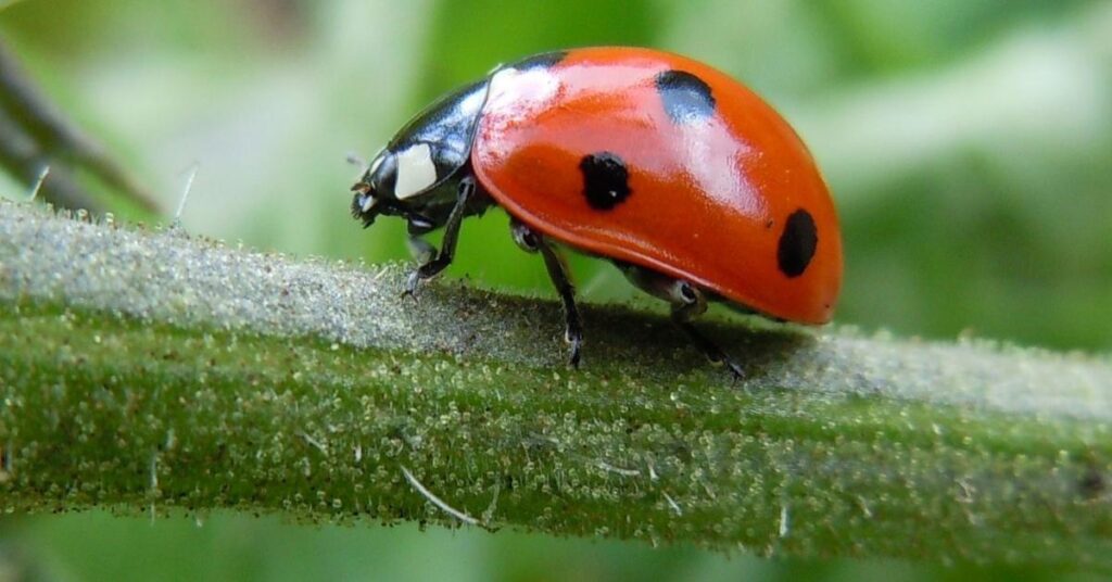 Fantasy Ladybug Names