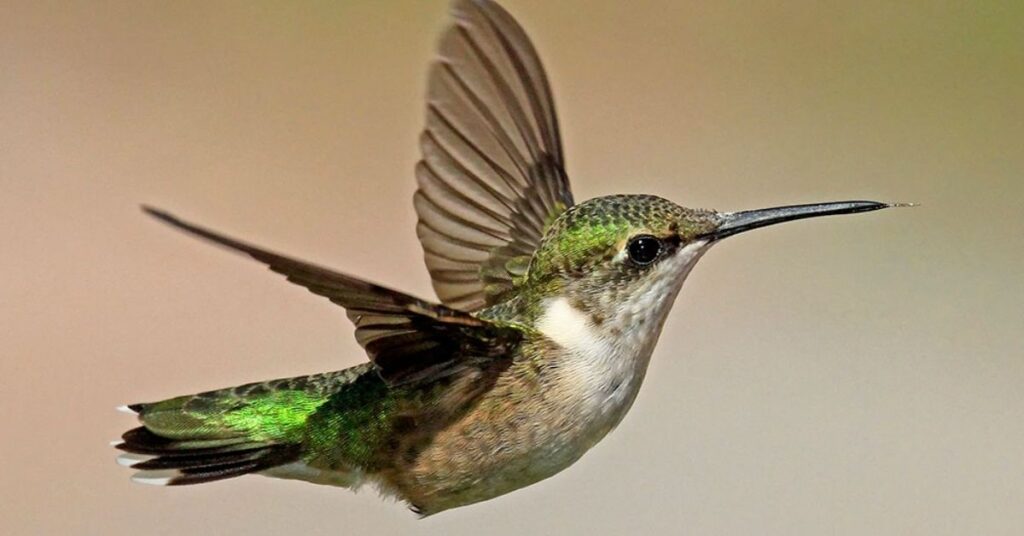 Female Hummingbird Names