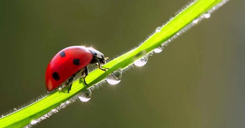 Female Ladybug Names